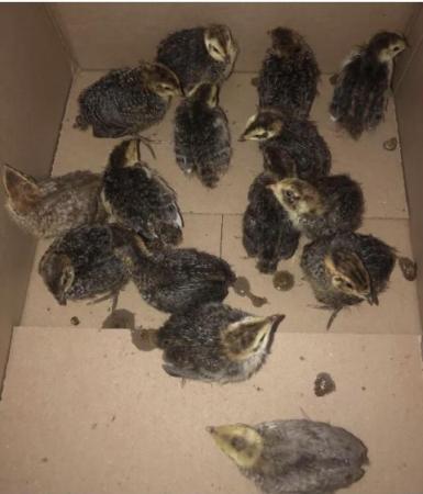 Image 14 of SEXED QUAILS AVAILABLE !