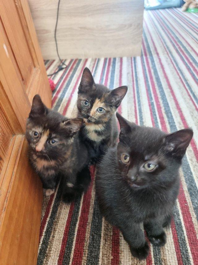 Preview of the first image of Three kittens for sale 2 girls and 1 boy.