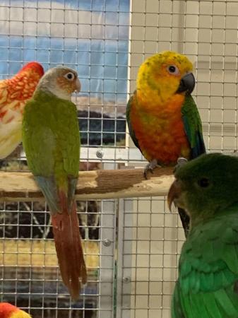 Image 8 of BIRDS/PARAKEETS/PARROTS AVAILABLE