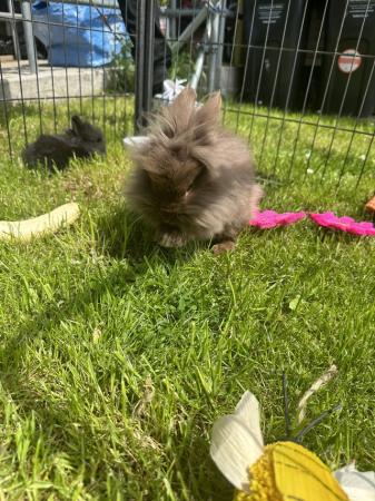 Image 7 of Pure Breed Lionhead Baby Rabbits