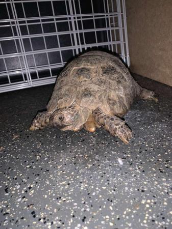 Image 2 of Horsefield tortoise male