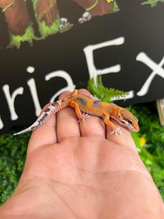 Image 4 of Baby Leopard Gecko - Normal, Tangerine, White Knight for the