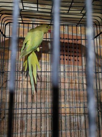 Image 3 of Yellowish Lime Indian Ringneck (Female) With Cage