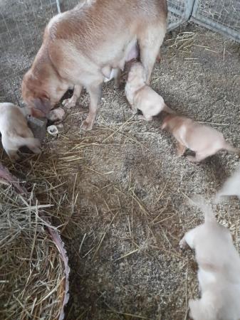 Image 4 of Beautiful Labrador puppies looking for forever homes