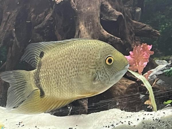 Image 3 of 2 severum for sale green and black