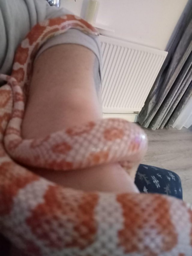 Preview of the first image of Extremely friendly corn snake with complete setup.