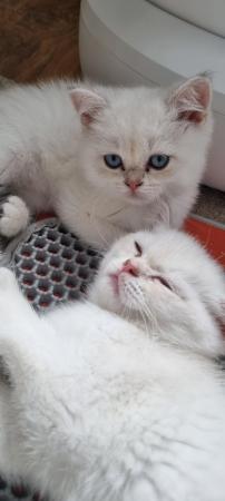Image 5 of Pedigree british shorthair kittens