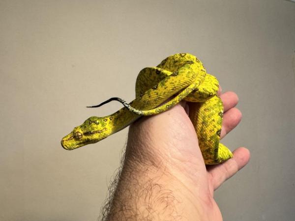 Image 5 of BIAK GTP Snake Green Tree Python 2 years old
