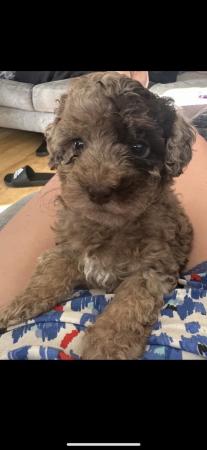 Image 14 of One left! REDUCED READY NOW Gorgeous cockapoo puppies.
