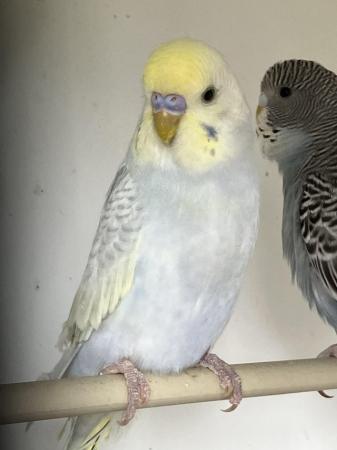Image 3 of Gorgeous Baby Budgies ready now