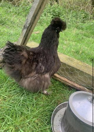 Image 3 of Pure black silkies hatching egg!!!