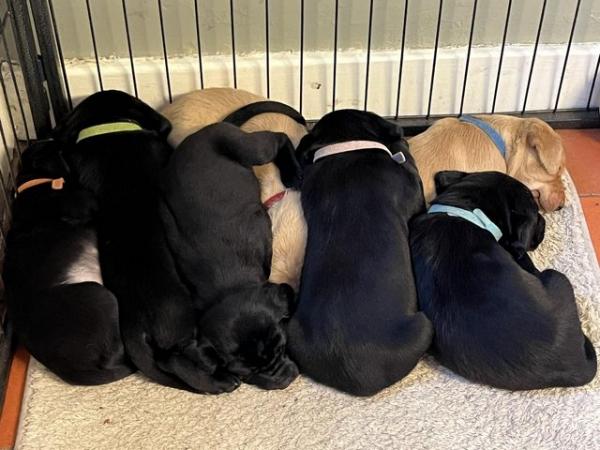 Image 2 of 12 week old Labrador puppies, Kennel Club registered