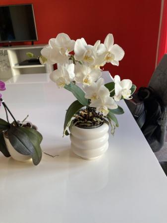 Image 4 of 3 smaller orchids for sale