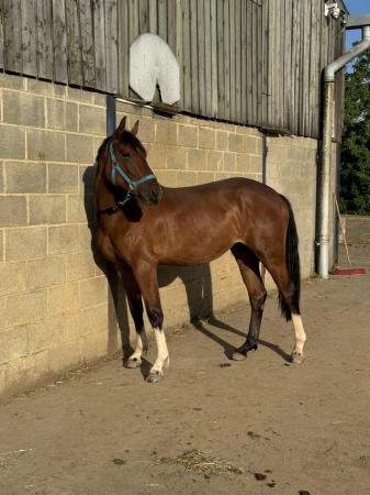 Image 1 of Welsh D X Warmblood Filly For Sale