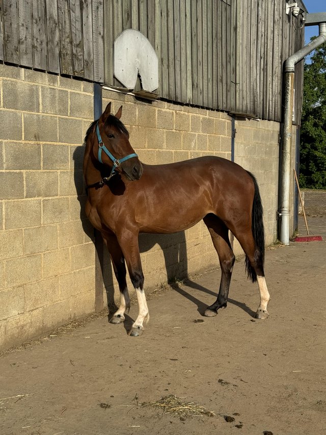 Preview of the first image of Welsh D X Warmblood Filly For Sale.