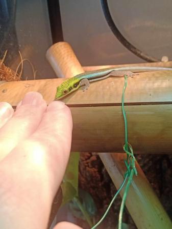 Image 5 of Young Male Day Gecko looking for permanent home