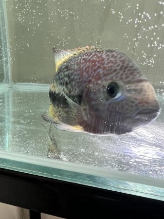 Image 3 of Vieja Cichlid - Fish for sale