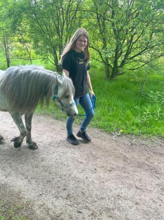 Image 26 of 5*Home Found Other Rescue Ponies Available 4 Full Re-Homing.