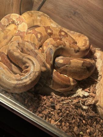 Image 5 of Male& female boa constrictor adults breeding pair