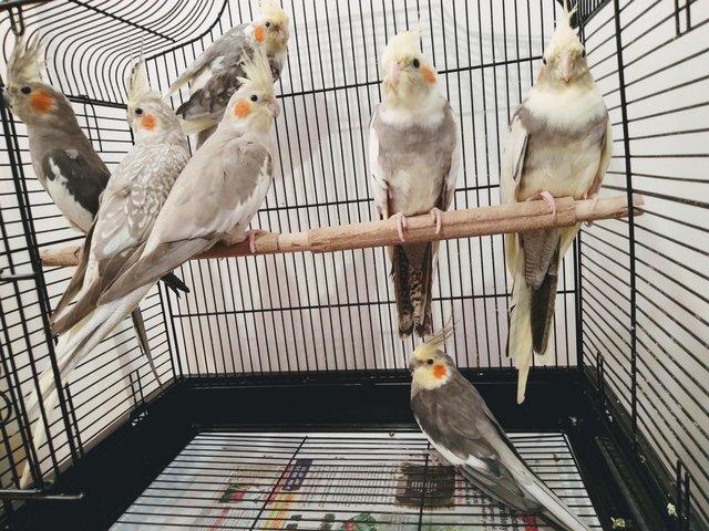 Preview of the first image of Healthy and Active Young Cockatiels.