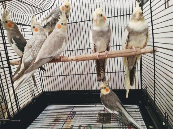 Image 1 of Healthy and Active Young Cockatiels