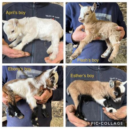 Image 3 of Gorgeous pedigree Pygmy goat wethers (castrated boys)