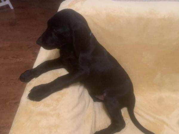Image 39 of Quality KC Registered Health Tested Parents Labrador Puppies