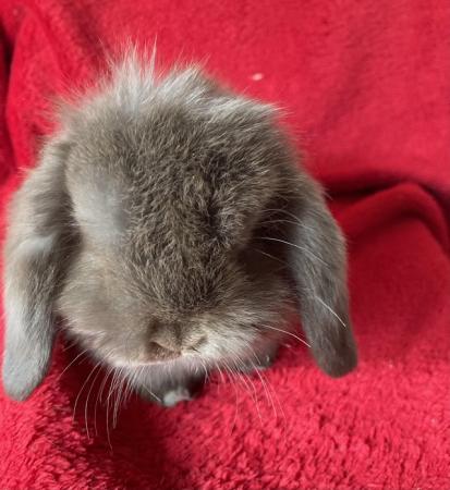 Image 2 of Adorable Mini Lop Rabbits