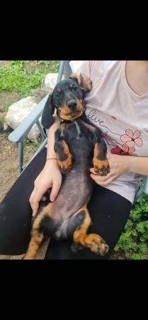 Image 5 of Beautiful smooth haired black and tan puppies