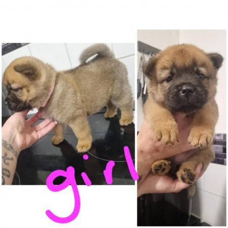 Image 4 of Amazing chow chow x pups for sale