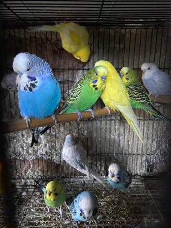Image 1 of Pet type budgies now available to go