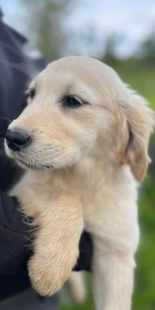 Image 23 of Fully Vaccinated KC Registered Golden Retriever Puppies