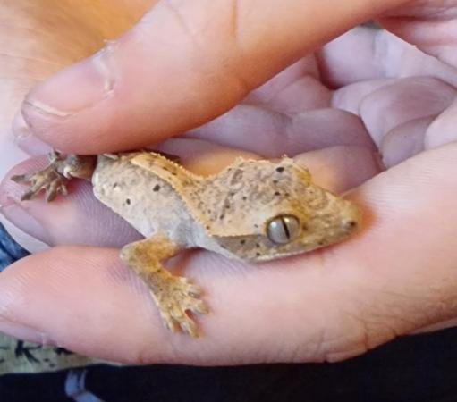 Image 4 of Baby crested geckos for sale