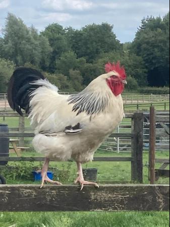 Image 1 of Light Sussex Cockerel to a forever home only