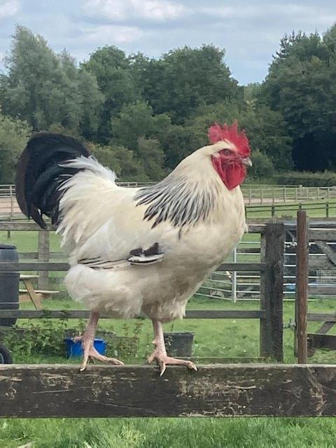 Preview of the first image of Light Sussex Cockerel to a forever home only.