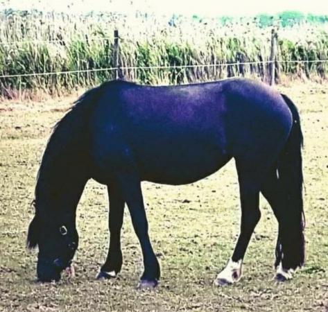 Image 2 of Beautiful black welsh section c broodmare