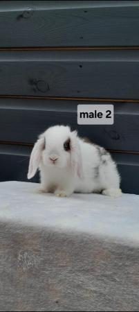 Image 5 of Gorgeous mini lop rabbits ready now