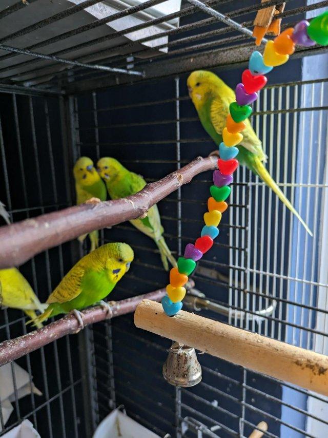 Preview of the first image of Beautiful Budgies and cages for sale.