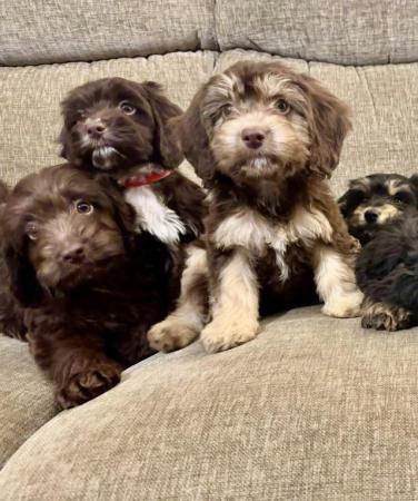 Image 1 of Beautiful F1 cockapoo puppies for sale 4 left