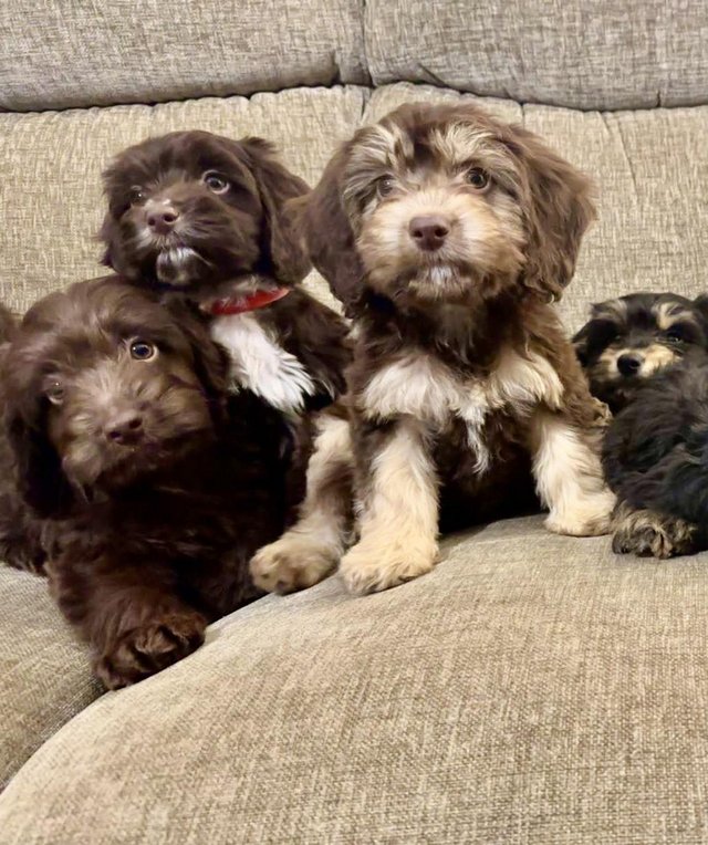 Preview of the first image of Beautiful F1 cockapoo puppies for sale 4 left.