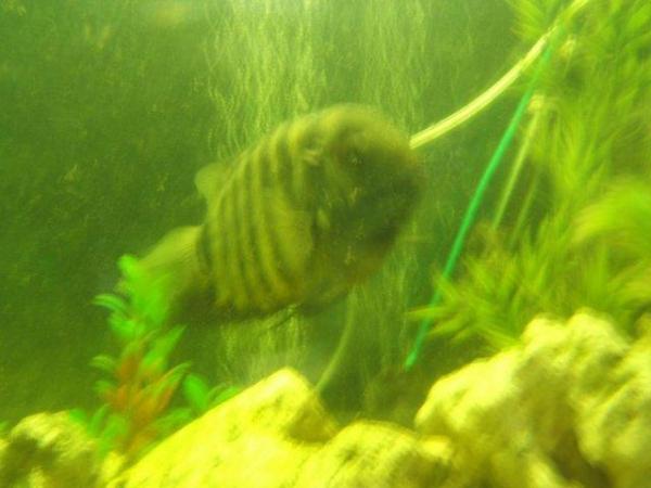 Image 4 of Large Severum Tropical fish for sale