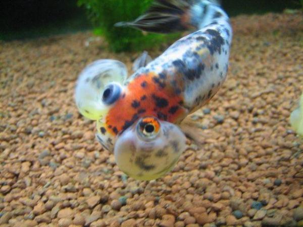 Image 7 of Fancy goldfish : calico bubble eye goldfish