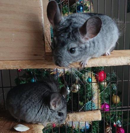 Image 5 of Baby Boys Chinchilla 6 months old