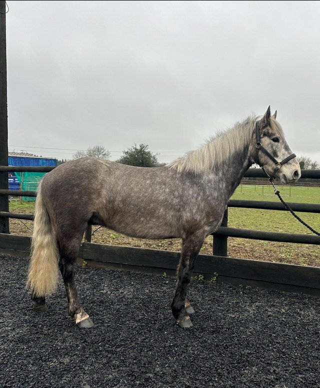 Preview of the first image of 14.1 class 1 bred Connemara gelding 2021.