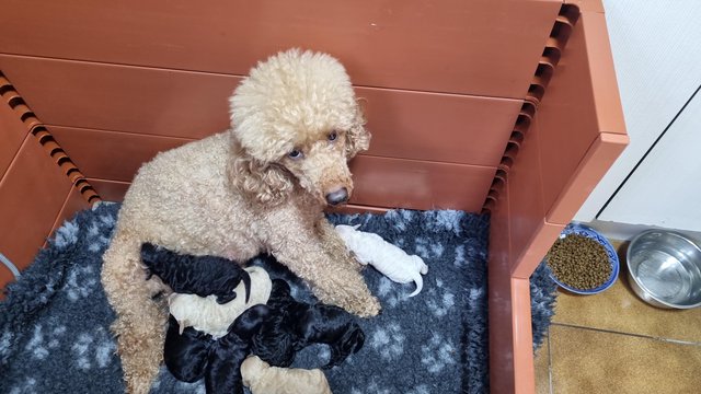 Image 1 of Toy poodle puppies.  Male and female
