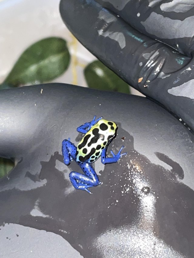Preview of the first image of Dyeing Poison Dart Froglets (Dendrobates tinctorius) 2 LEFT.