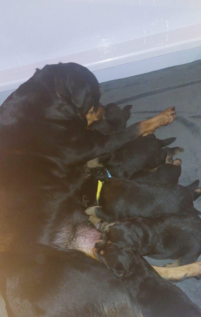 Preview of the first image of 6 Chunky KC registered Rottweiler Puppies.