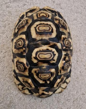 Image 5 of Leopard tortoise FOR SALE
