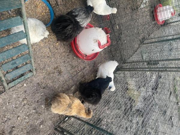 Image 1 of Breeding set of Silkies for sale