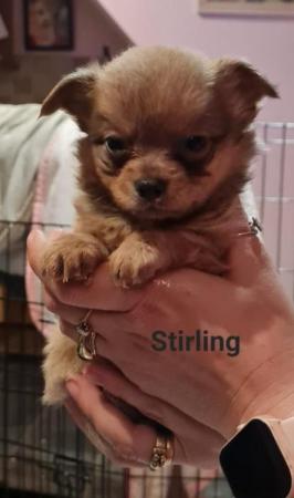 Image 9 of Special long-haired Chihuahua puppies
